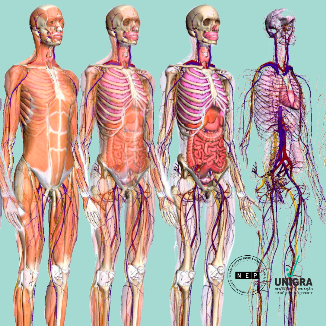 10 livros de anatomia humana para baixar grátis e conhecer sem erros o corpo humano