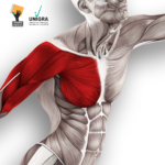 10 livros de anatomia aplicada ao esporte. Último livro baixe gratuitamente